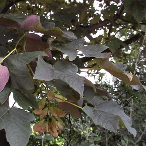 Acer pseudoplatanus ‘Atropurpureum’