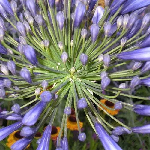 Agapanthus Dr Brouwer