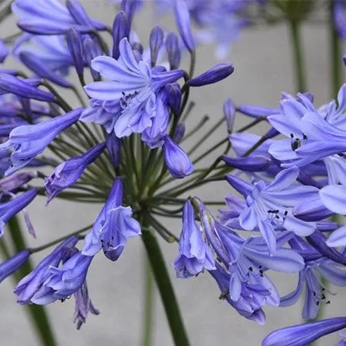Agapanthus Dr Brouwer