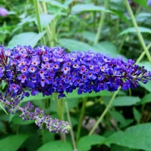 Buddleja davidii Empire Blue